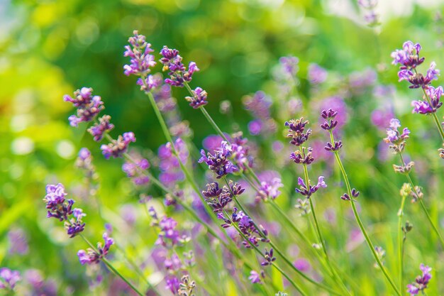 Blooming lavender in the garden. Selective focus. Nature.