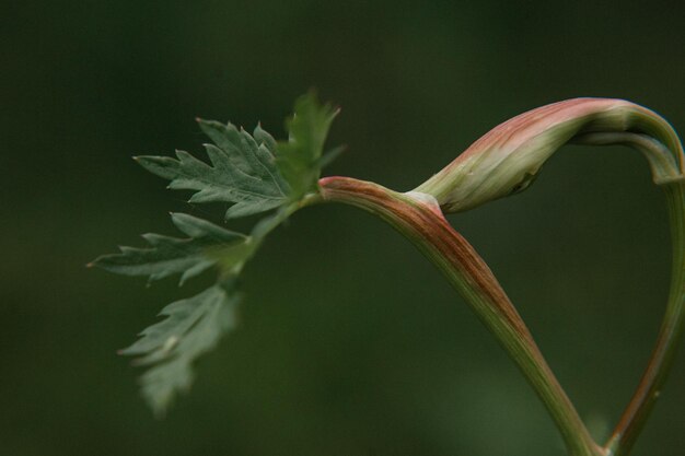 blooming leaf of green plant