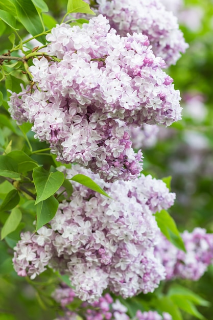 Blooming lilac in the botanical garden