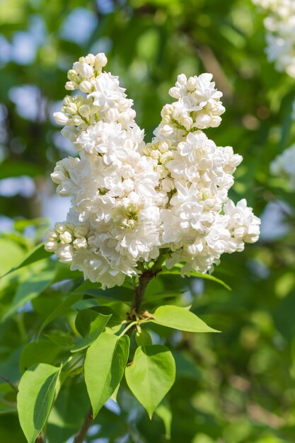 Blooming lilac in the botanical garden