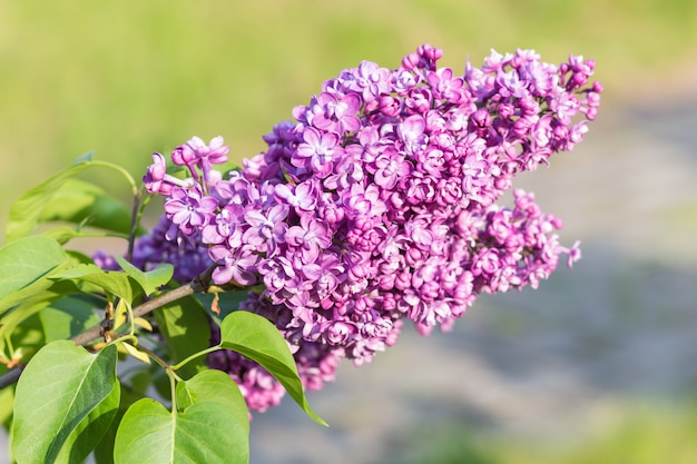 Blooming lilac in the botanical garden