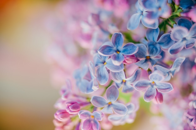 blooming lilac branches bouquet on abstract background