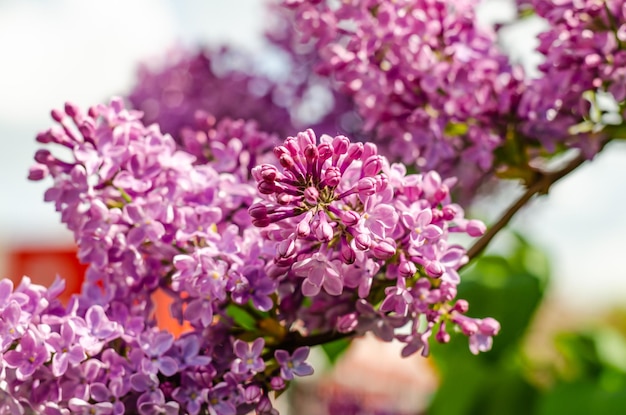 Blooming lilac on the branches of a bush on the street.