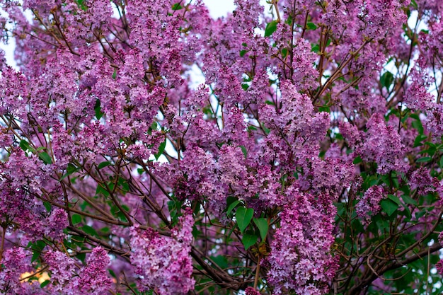 Blooming lilac branches in the garden