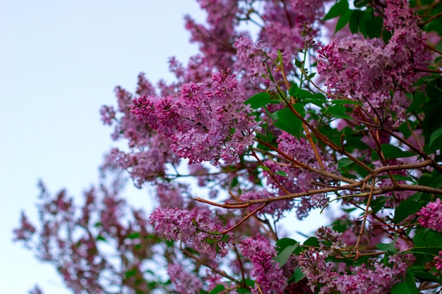 Blooming lilac branches in the garden