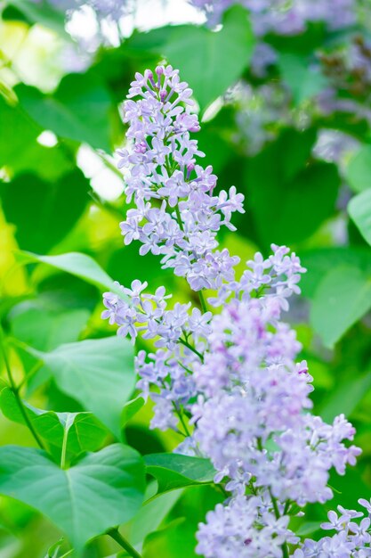 Blooming lilac flowers on blurred background Spring branch of blossoming lilac Purple lilac flower