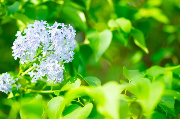 Blooming lilac flowers on blurred background Spring branch of blossoming lilac