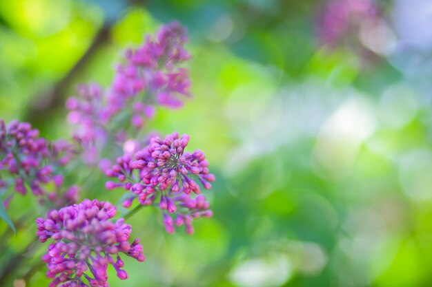 Blooming lilac flowers Spring branch of blossoming lilac