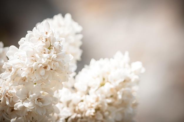 Blooming Lilac Flowers