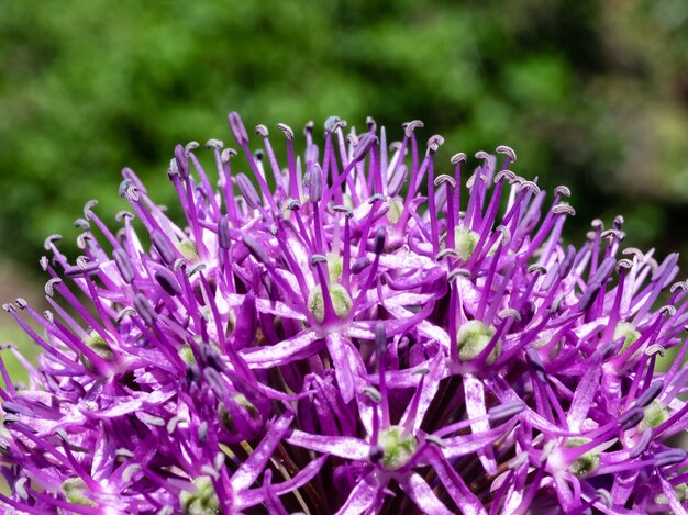 Blooming lilac leek flower closeup on a blurry background. A beautiful bright flower of the leek.