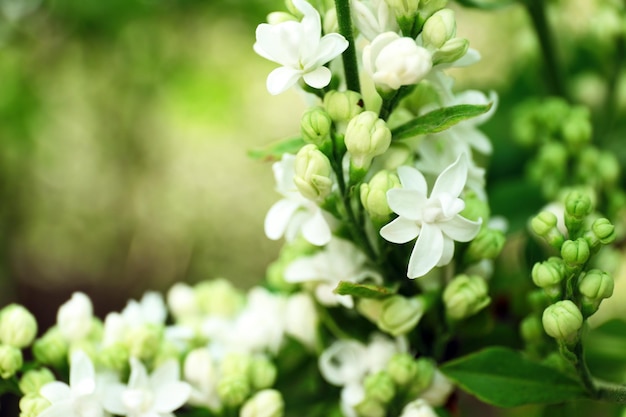 Blooming lilac on natural background