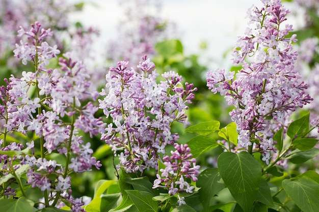 Blooming lilac in the spring season. 