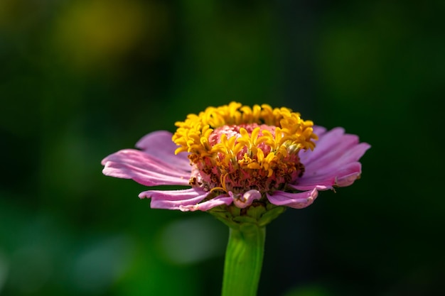 Blooming lilac zinnia flower on a green background on a summer day macro photography.