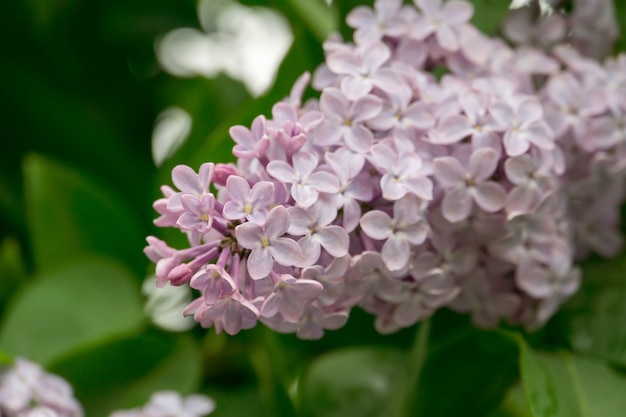 Blooming Lilac