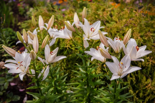 Blooming lilies in the garden floriculture as a hobby