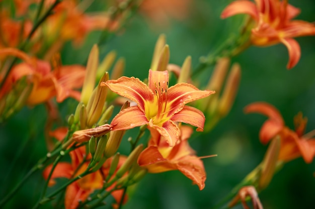 Blooming lily bush