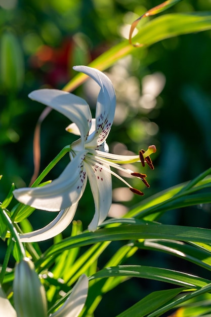 Blooming lily flower with white petals in a summer sunset light macro photography.