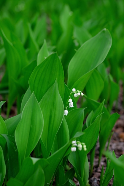 Blooming lily of the valley flowers in spring in a forest in a clearing. Floral texture