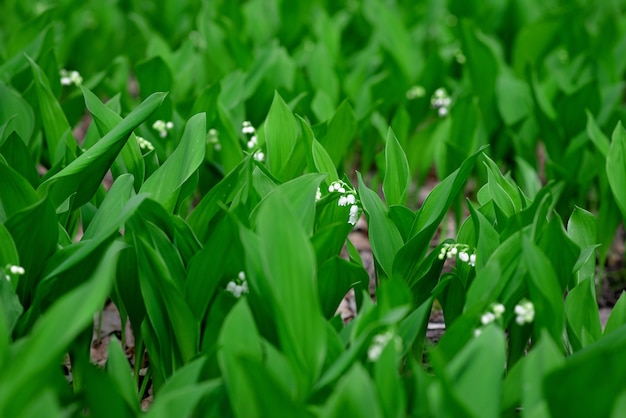 Blooming lily of the valley flowers in spring in a forest in a clearing. Floral texture