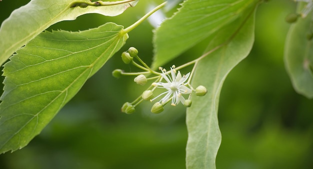 Blooming lime or linden tree with soft white flowers and green leaves