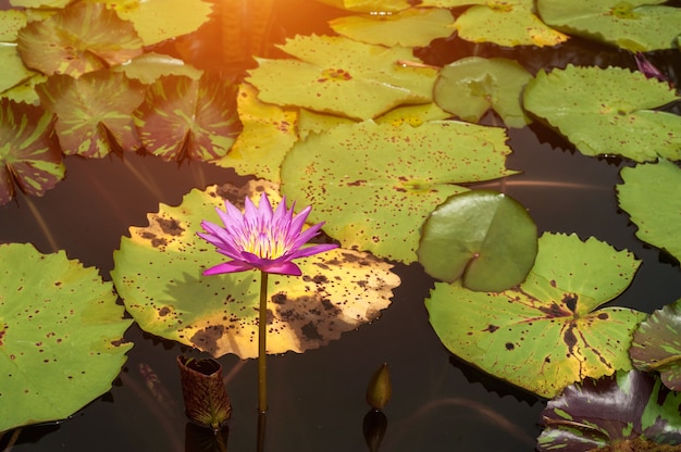 Blooming Lotus on the flat surface of the water