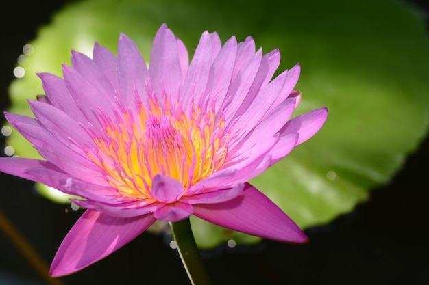 blooming lotus flower closeup