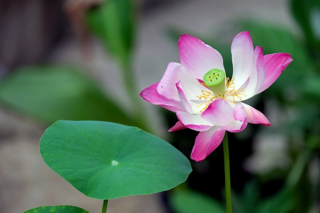 blooming lotus