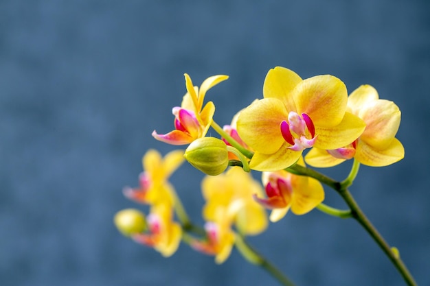 Blooming lovely yellow orchids Hobbies floriculture home flowers houseplants