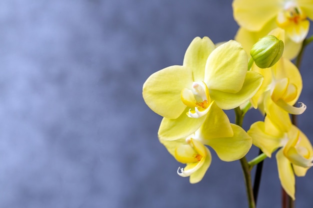 Blooming lovely yellow orchids Hobbies floriculture home flowers houseplants