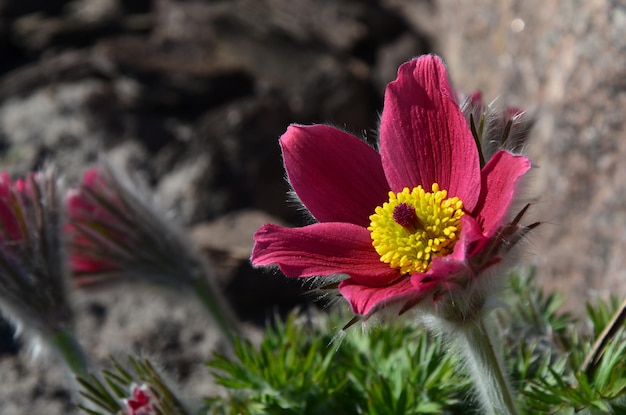 Blooming lumbago in spring in the park