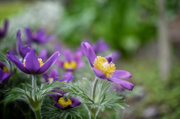 Blooming lumbago in spring in the park