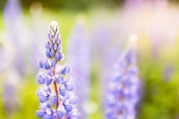 Blooming lupins flowers with copy space