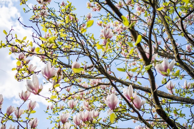 Blooming magnolia on the background of the sky beginning of spring April bloom