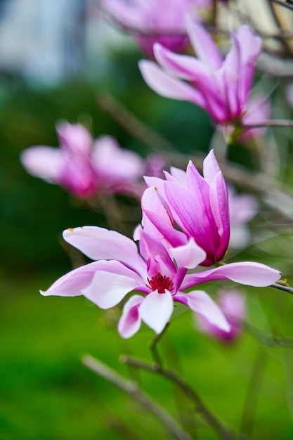 Blooming magnolia flowers in the city park