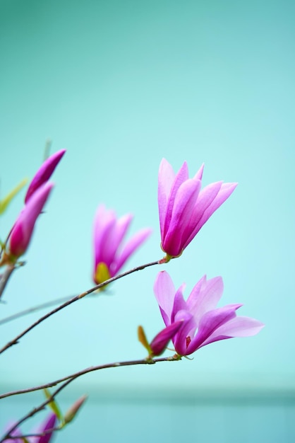 Blooming magnolia flowers in the city park