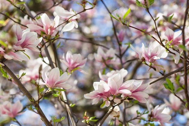 Blooming magnolia tree branch.