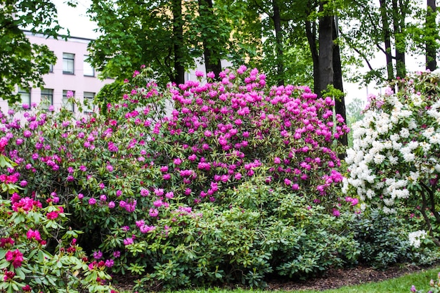 Blooming magnolia tree in spring park Springtime in nature