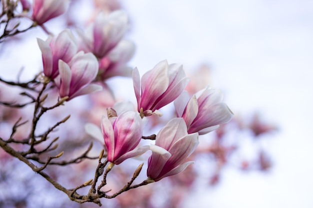 Blooming magnolia tree in spring on pastel bokeh background springtime