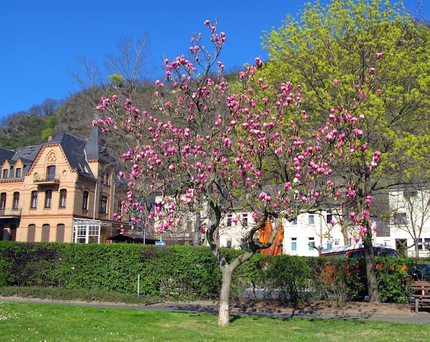 Blooming magnolia tree with large pink flowers against a blue sky and old houses, spring, Germany