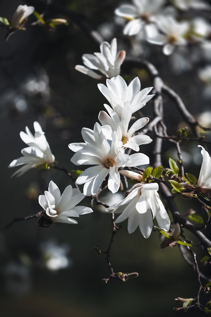 Blooming magnolia tree