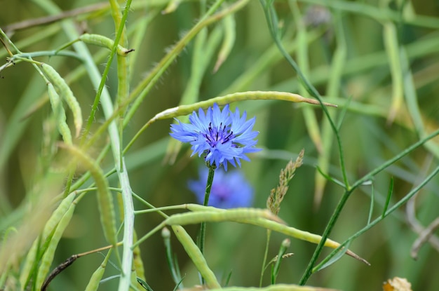 blooming meadow cornflowers in a farmer's field