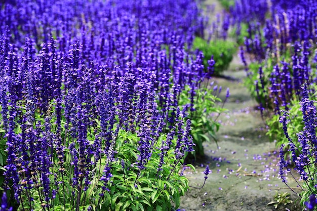 blooming Mealy Sage flowers with pathwaycloseup of blue Sage flowers blooming in the garden