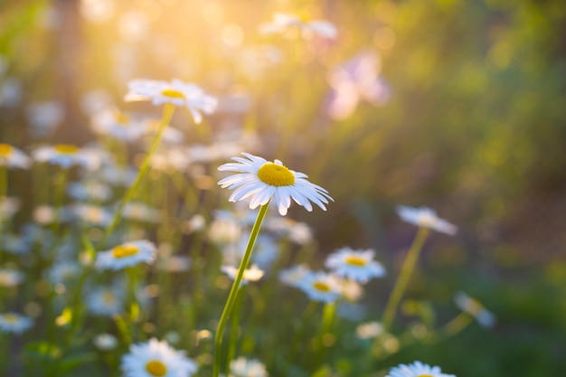 Blooming medical chamomiles in sun day. Pharmacy chamomile close-up.