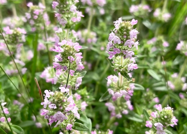 Photo blooming medicinal plant thyme growing on the lawn