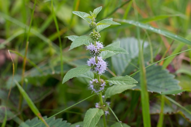 Blooming melissa is a relaxing medicinal herb Closeup of a mint bush