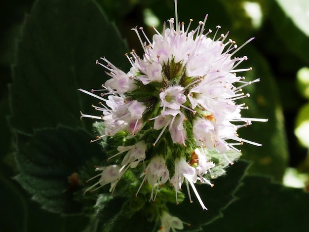 blooming mint