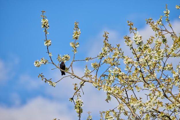 Blooming Mirabelle flower tree with a bird sitting on a branch with a cloudy sky background on a summer day Blossoming bush with a little black crow in it Animal in its habitat during springtime