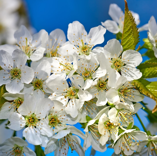 Blooming Mirabelle plum or Prunus Domestica flower in a garden in springtime Flowering fruit tree with white flowerheads with a blue sky background on a sunny day Plants or flora growing outdoors