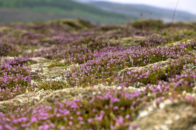 Blooming moss growing on lava and stone fields in Iceland