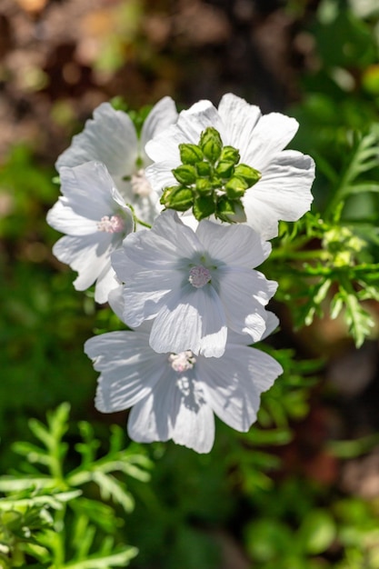 Blooming musk mallow flower with white petals on a summer sunny day macro photography